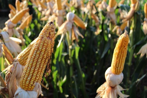 Mato Grosso do Sul atinge 44,5% da &aacute;rea plantada com milho safrinha