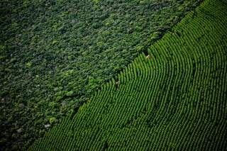 Estudo in&eacute;dito revela impacto ambiental do eucalipto em assentamentos do Bols&atilde;o