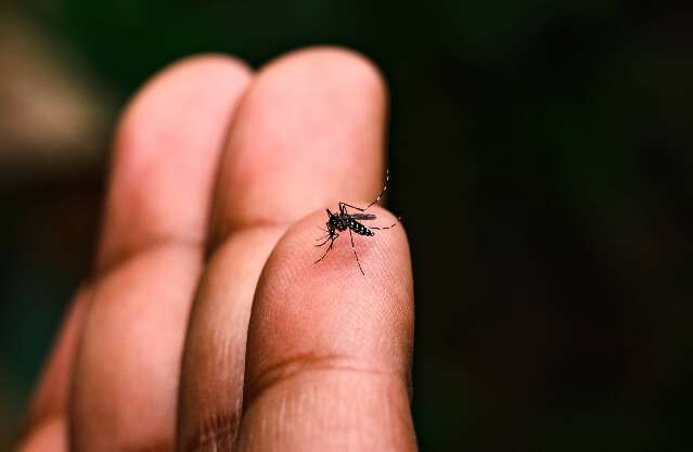 Casos de dengue em Mato Grosso do Sul aumentam 