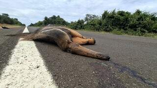 Mais v&iacute;timas no asfalto: rodovia continua letal para animais silvestres