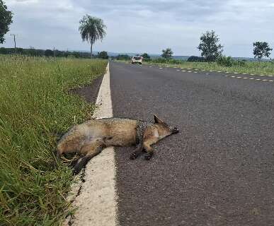 Mais v&iacute;timas no asfalto: rodovia continua letal para animais silvestres