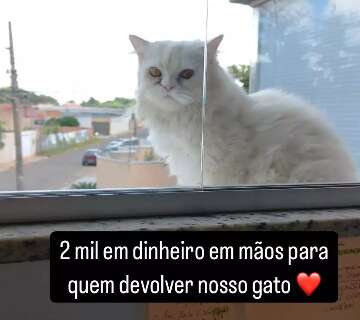 Viu o T&eacute;ius? Fam&iacute;lia oferece R$ 2 mil &quot;na m&atilde;o&quot; para quem achar gato persa