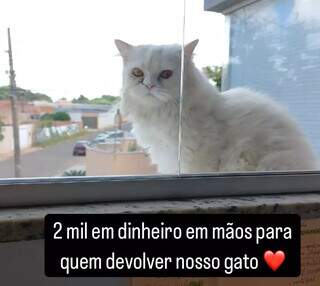 Viu o T&eacute;ius? Fam&iacute;lia oferece R$ 2 mil &quot;na m&atilde;o&quot; para quem achar gato persa