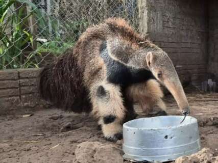 &Oacute;rf&atilde;os do Pantanal: filhotes de tamandu&aacute; iniciam reabilita&ccedil;&atilde;o 