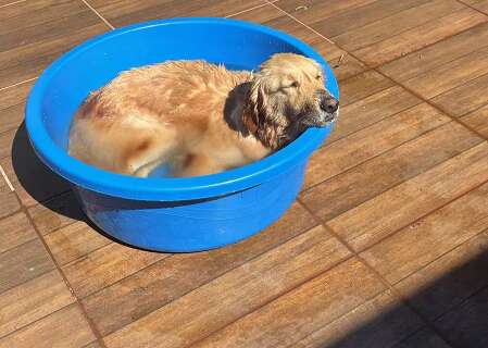 Banho em pets parece inofensivo, mas nem sempre &eacute; necess&aacute;rio