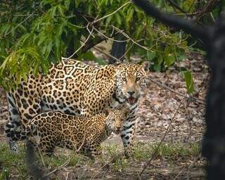 Da m&atilde;e &agrave; cria: conhe&ccedil;a as fam&iacute;lias de on&ccedil;as-pintadas monitoradas no Pantanal