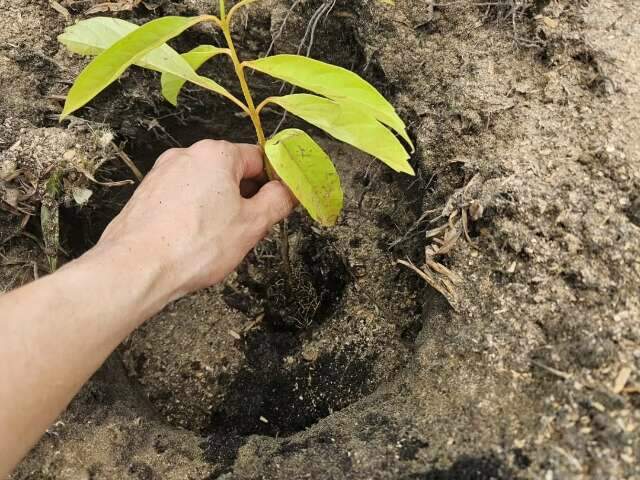 Laguna Carap&atilde; vai revitalizar 20 nascentes com apoio da Itaipu 