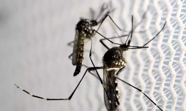 N&uacute;mero de mortes por dengue sobe para quatro em Mato Grosso do Sul