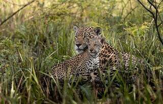 Da m&atilde;e &agrave; cria: conhe&ccedil;a as fam&iacute;lias de on&ccedil;as-pintadas monitoradas no Pantanal