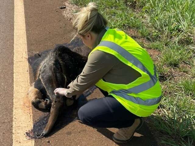 F&oacute;rum busca reduzir atropelamento de animais silvestres nas rodovias de MS