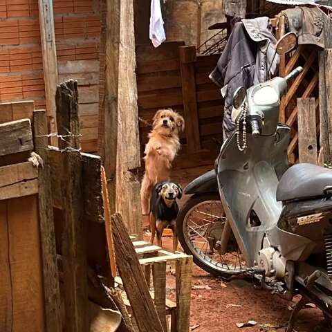 Homem &eacute; detido ap&oacute;s manter cachorros acorrentados em quintal insalubre