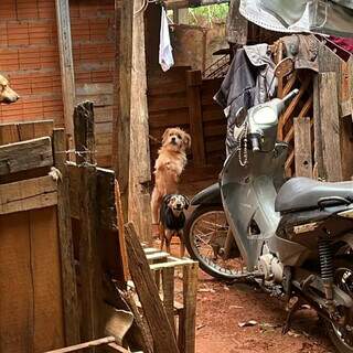 Homem &eacute; detido ap&oacute;s manter cachorros acorrentados em quintal insalubre