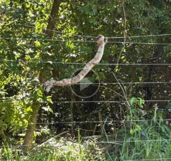 Jiboia enroscada em cerca vira &quot;estrela&quot; e chama a aten&ccedil;&atilde;o no Parque dos Poderes