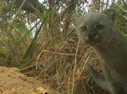 Do veado ao tatu, c&acirc;meras registram sequ&ecirc;ncia de &quot;selfies&quot; no Pantanal 