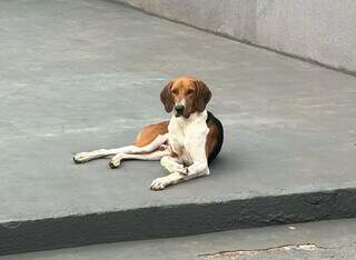 Encontrado na chuva, foxhound-americano chora h&aacute; 20 dias &agrave; espera de seu tutor 