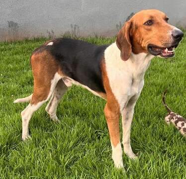 Encontrado na chuva, foxhound-americano chora há 20 dias à espera de seu tutor 