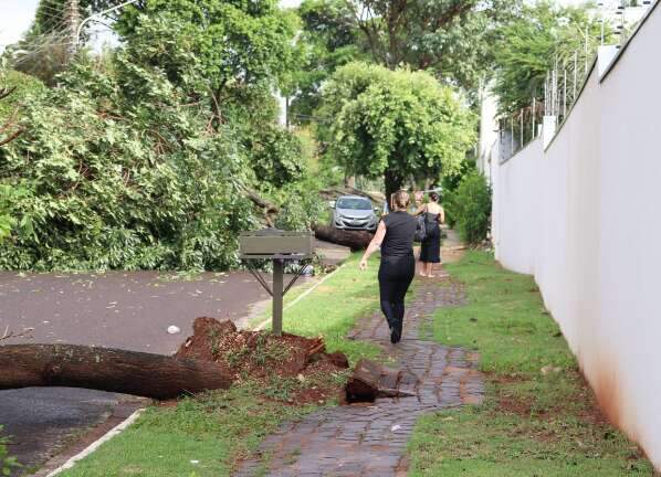 Ventania derruba 4 árvores numa só rua e bloqueia acessos em bairros 