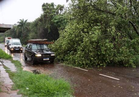 Ventos de 53 km/h derrubam &aacute;rvores na Capital