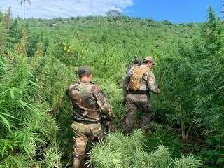 Em 7 dias, Paraguai e Brasil eliminam 656 toneladas de maconha na fronteira