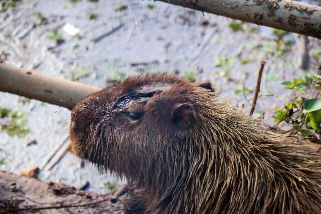 Capivara ferida e filhotes são encontrados em meio à destruição no Lago do Amor