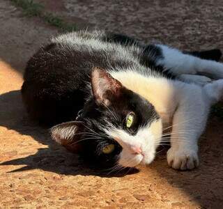 Gata Herm&iacute;nia sai para passeio da tarde e desaparece no Parque Dallas