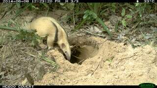 Cientistas descobrem ref&uacute;gio at&eacute; ent&atilde;o secreto dos tamandu&aacute;s-mirins no Pantanal