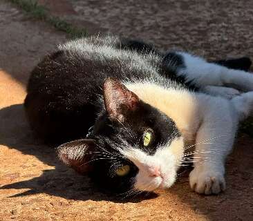 Gata Herm&iacute;nia sai para passeio da tarde e desaparece no Parque Dallas