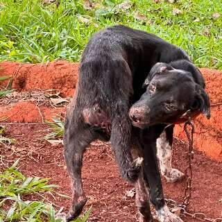 Amarrada e sem alimento, cadela &eacute; resgatada de ch&aacute;cara e dono preso