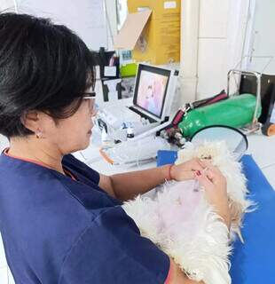 Cachorro no saco? t&eacute;cnica de ozonioterapia pode salvar seu pet