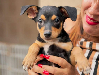 Ação em shopping oferece castração e vacinação de pets neste sábado