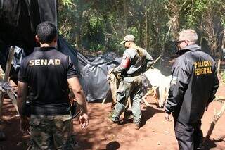 Ap&oacute;s 10 dias, opera&ccedil;&atilde;o na fronteira elimina 879 toneladas de maconha