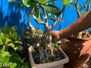 Aos 63 anos, Alfonso fez do quintal o pr&oacute;prio o&aacute;sis de flor do deserto