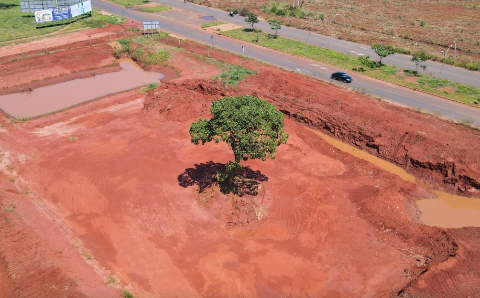 Com 20 anos e 8 metros, p&eacute; de pequi vai ter que se &ldquo;mudar&rdquo; para obra 