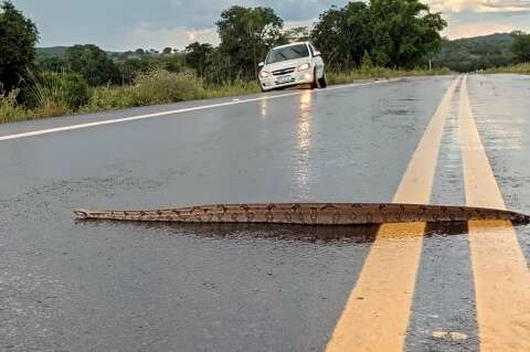 Jiboia surpreende condutores ao atravessar tranquilamente rodovia em MS