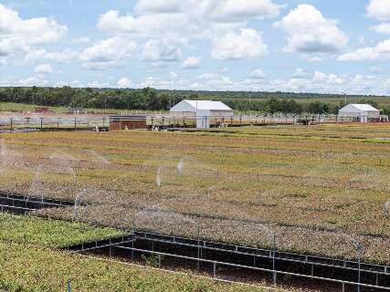 Tecnologia economiza 5 litros de &aacute;gua por muda de floresta plantada