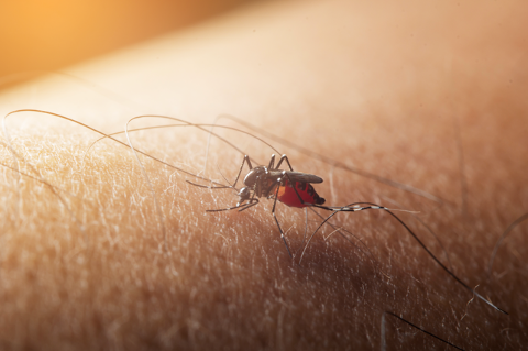 Rem&eacute;dios para dengue: o que pode e o que deve ser evitado