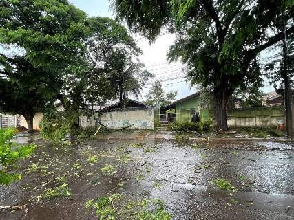 Moradores do Jardim Im&aacute; temem queda de &aacute;rvores e pedem remo&ccedil;&atilde;o h&aacute; 11 anos