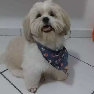 Fam&iacute;lia procura por Luck, c&atilde;ozinho desaparecido na Vila Nasser