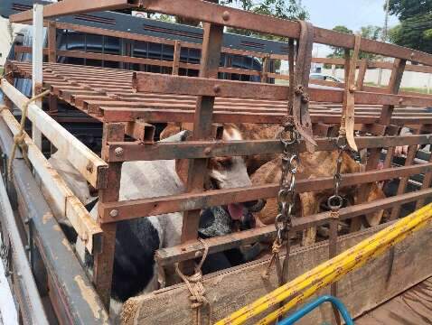 Oito cães são resgatados de gaiola em situação de maus-tratos 