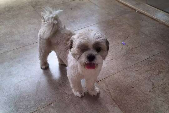 Com apenas um olho, Shih Tzu é resgatado e aguarda tutores em lar temporário