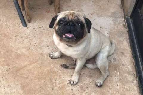 Pug chora de saudade enquanto aguarda tutor, diz jovem que acolheu o c&atilde;o