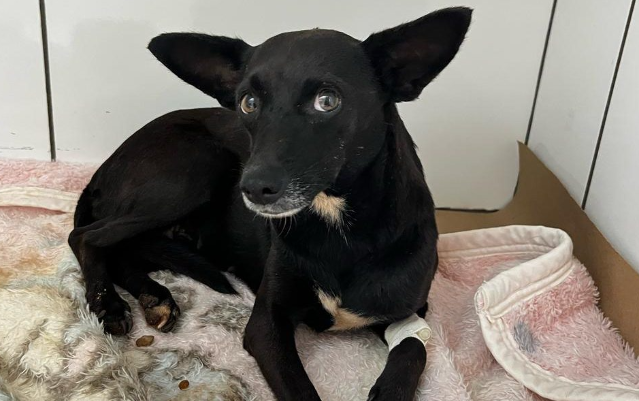 Homem &eacute; preso por praticar zoofilia com cadela e provocado a morte de outro c&atilde;o