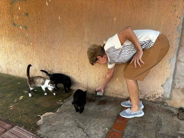 Per&iacute;cia apontar&aacute; se gatos morreram envenenados com chumbinho