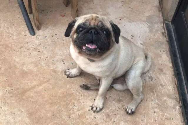 Pug chora de saudade enquanto aguarda tutor, diz jovem que acolheu o c&atilde;o