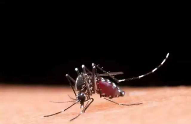 MS confirma 400 novos casos de dengue e total chega a 2,4 mil