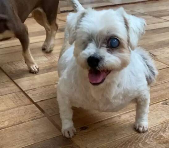 Cadela com tumor e defici&ecirc;ncia visual &eacute; encontrada abandonada na capital