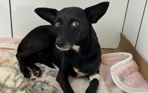 Homem &eacute; preso por praticar zoofilia com cadela e provocado a morte de outro c&atilde;o