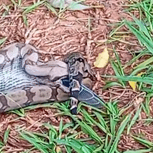De novo: jiboia &eacute; flagrada devorando pomba no Parque dos Poderes 