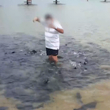 Turistas mutilados por peixes e ado&ccedil;&atilde;o de Jurema s&atilde;o destaques da semana