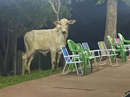 Boi em fuga causa tumulto nos altos da Avenida Afonso Pena